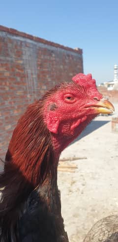 Masha Allah Beautiful Aseel Nawabi cock for urgent sale.