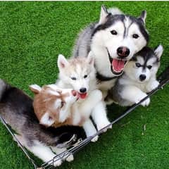 husky puppies 03198435459
