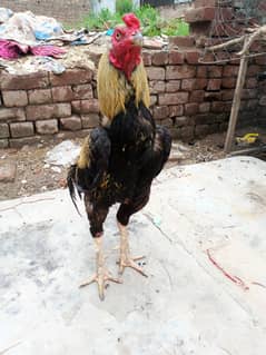 for