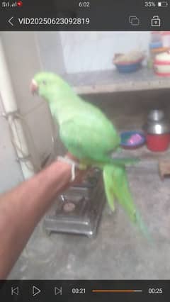 hand tame parrot for sale