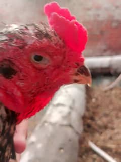 PURE LASANI BOHT HE ACHI BLOOD LINE BREEDER