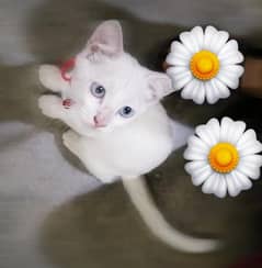 percian cat