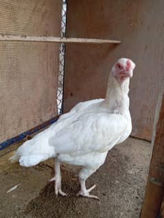 heera