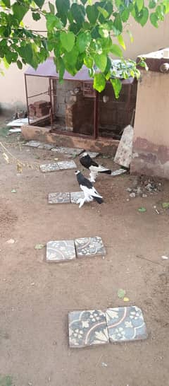 one pair breeding magpai