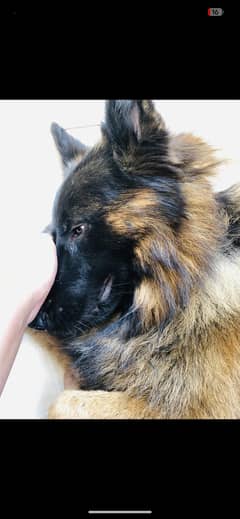 Bruno