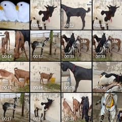 tedda bakra  7 dana