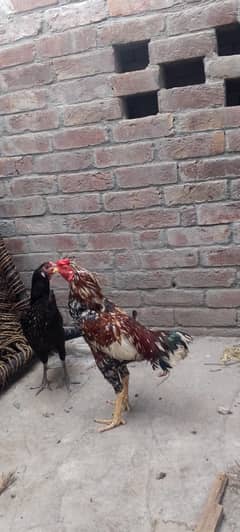 Aseel