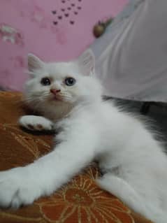 Persian kitten
