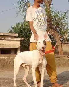 Guwahati gultair man 8 mahine for sale vaccine