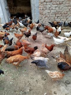 Hens pathiya