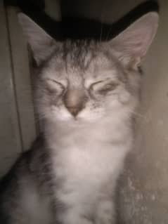 Parsion Cat for Sale Available Name "Mona"