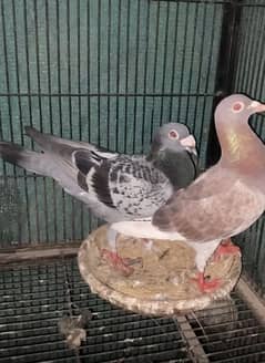 Qasid pigeon