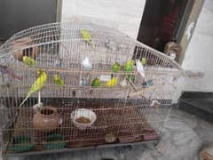 Australian budgies for sale