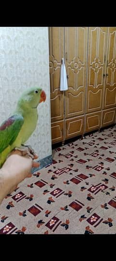 raw Parrot