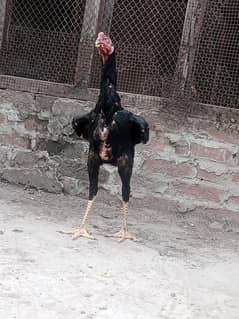 ASEEL PURE SHAMO