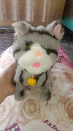 Walking ND talking cat