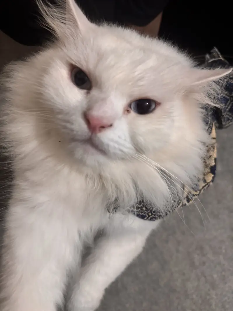 White Persian Od Eyes Male Cat 3 years Age vaccinated regularly — photo 2
