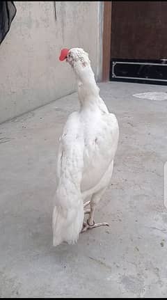 Heera female