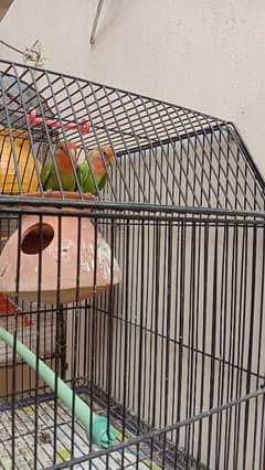 fisher pair or peach face lovebird for sale or exchange wid cocktail