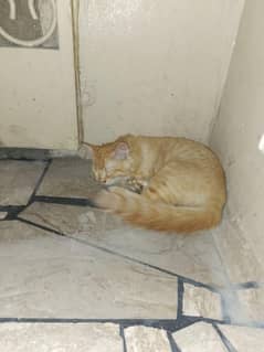 cat For sale