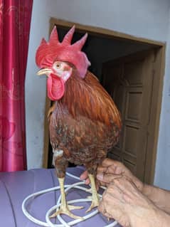 Desi Murga Urgent Sale
