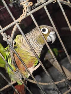 green cheek conure breeder pair