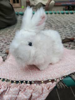 Fluffy Rabbit