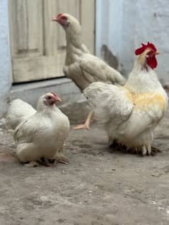 WHITE BANTUM PAIR