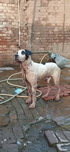 DESI BULLY DOG contact number 03005069293