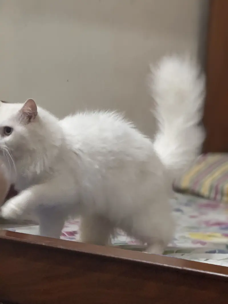 White Persian Od Eyes Male Cat 3 years Age vaccinated regularly — photo 3