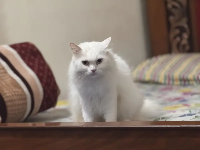 White Persian Od Eyes Male Cat 3 years Age vaccinated regularly — photo 4