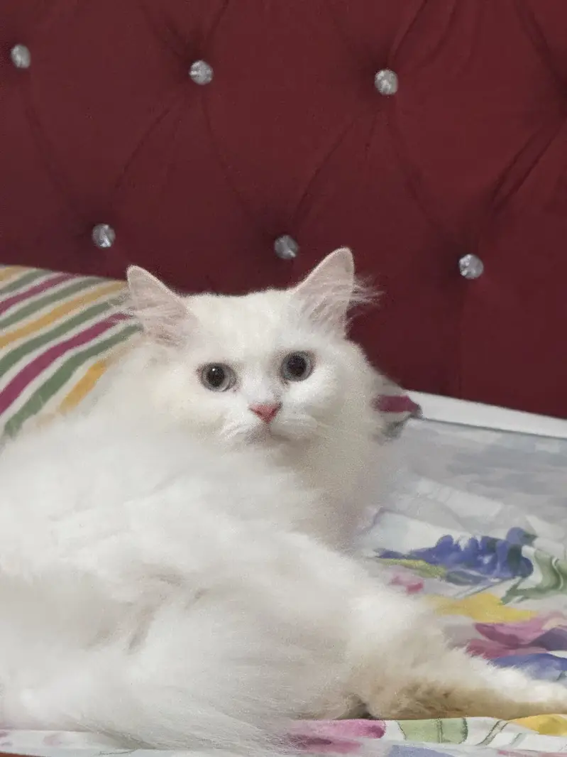White Persian Od Eyes Male Cat 3 years Age vaccinated regularly — photo 6
