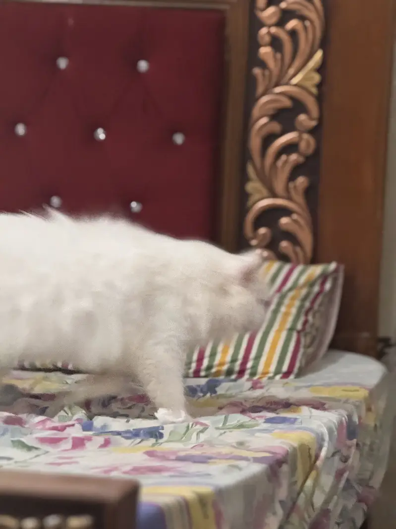 White Persian Od Eyes Male Cat 3 years Age vaccinated regularly — photo 7