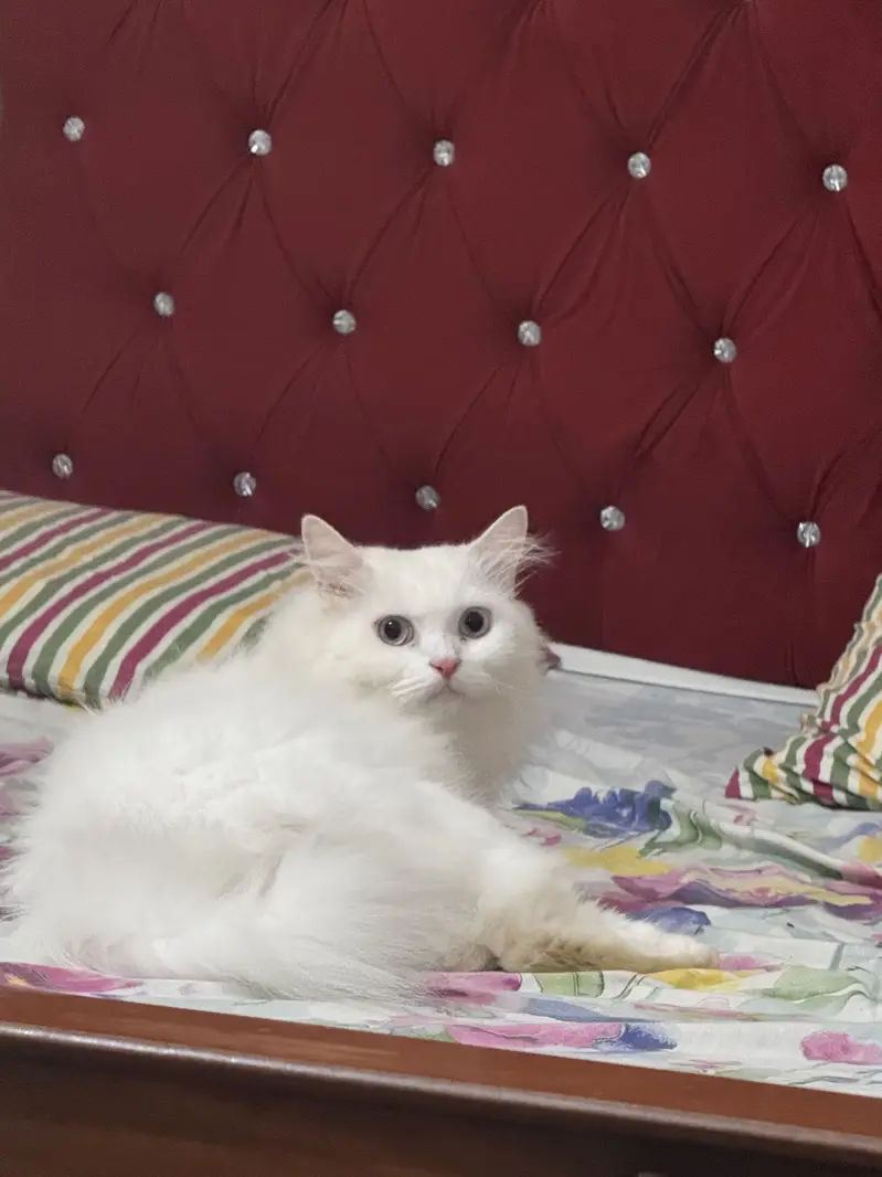 White Persian Od Eyes Male Cat 3 years Age vaccinated regularly — photo 8