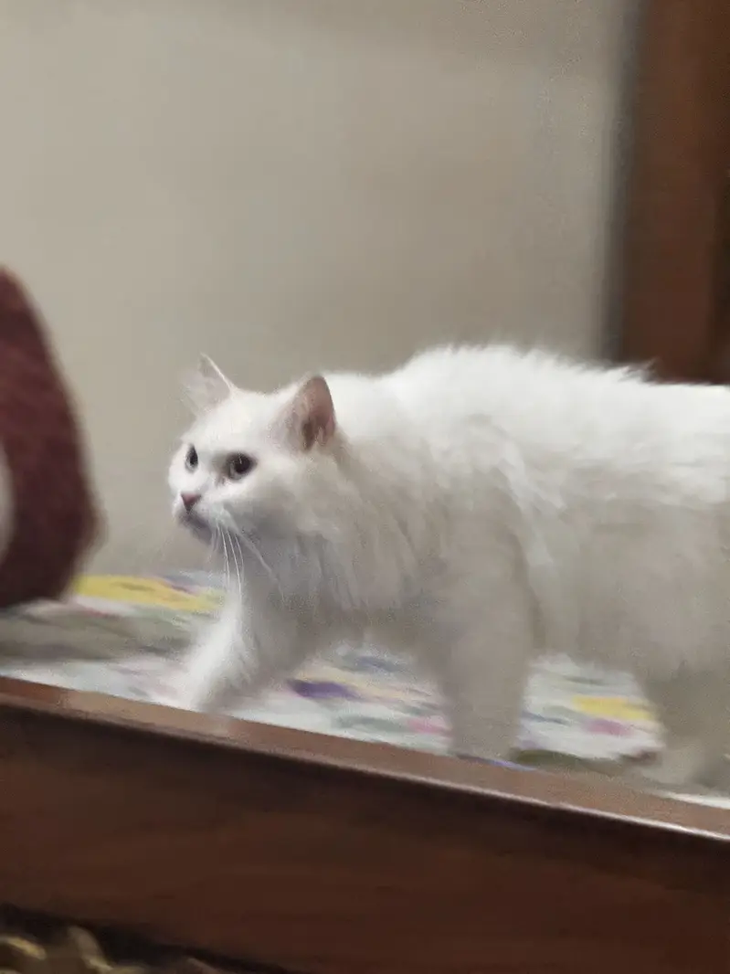 White Persian Od Eyes Male Cat 3 years Age vaccinated regularly — photo 9