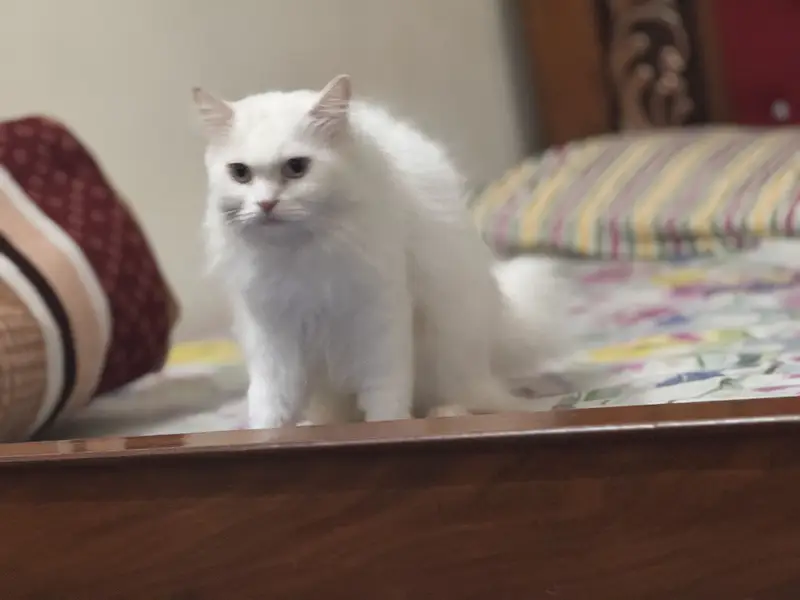 White Persian Od Eyes Male Cat 3 years Age vaccinated regularly — photo 10