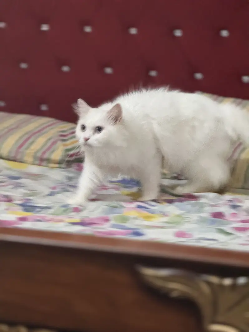 White Persian Od Eyes Male Cat 3 years Age vaccinated regularly — photo 11