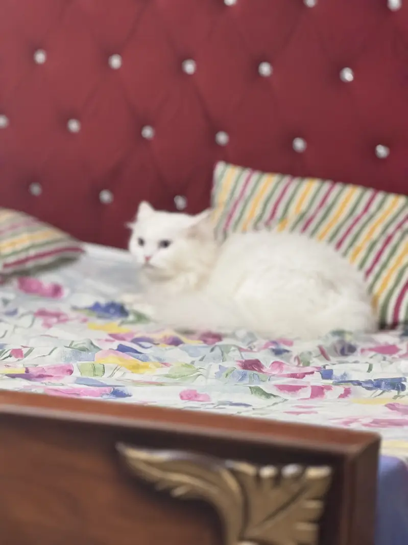 White Persian Od Eyes Male Cat 3 years Age vaccinated regularly — photo 12