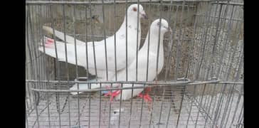 white patti wala pair sale. . .