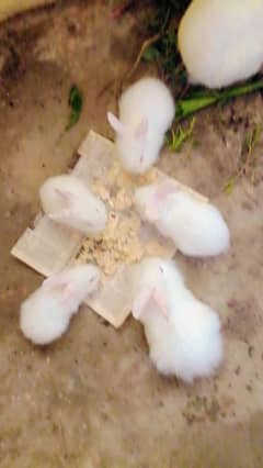 Rabbits 1x Female and 1 Male along with 8 Children