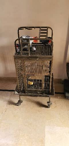 Grey parrot Cage