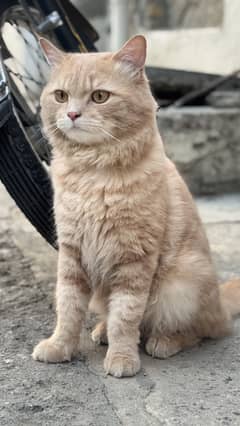 Male