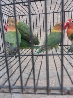 fishers red pied doves