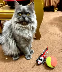 Persian