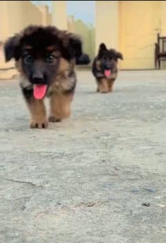 dogs