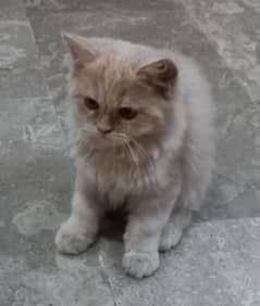 Kitten Light Brown. Age 3-4 months