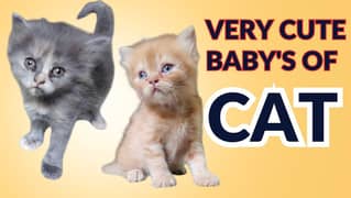 beautiful Persian kittens WhatsApp only 03349887952