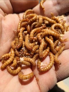 Meal worms