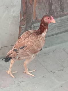 one female aseel hen at discounted price l