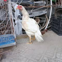 ASEEL MADI FOR SALE